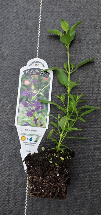 Amethyst Lips Salvia greggii Autumn Sage