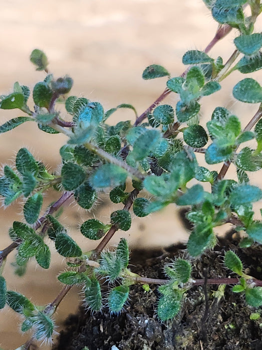 Thyme Praecox Woolly