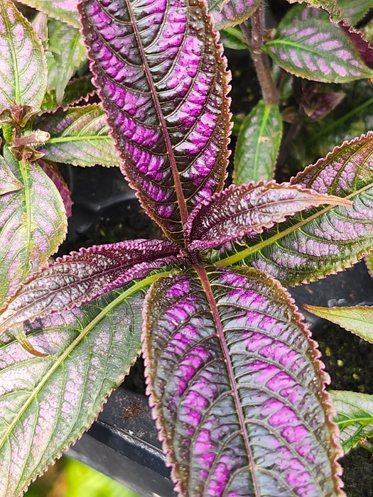 Persian Shield