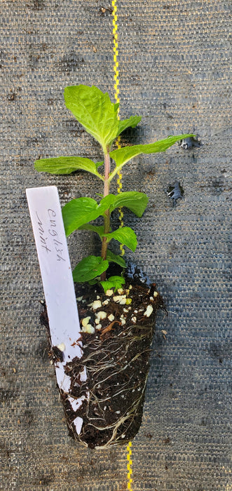English Mint