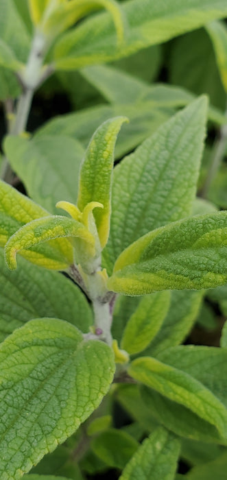 Salvia Leucantha Variegata
