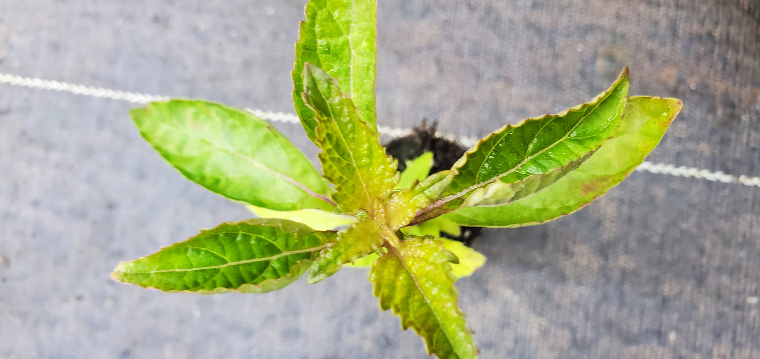 Hyptis Alata Clustered Bushmint