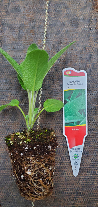 Extracta Sage Salvia officinalis