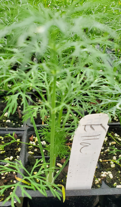 Dill Ella
