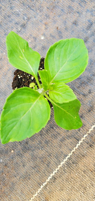 Spice Basil