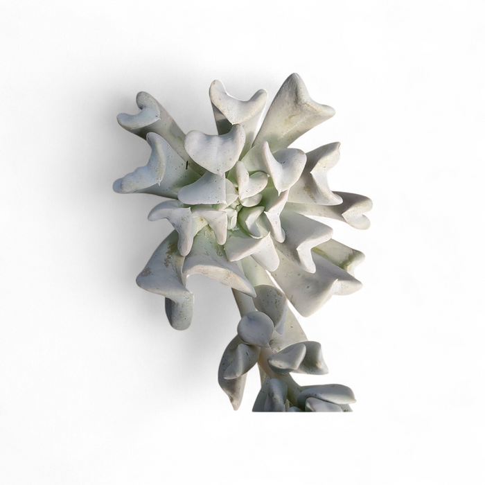 Topsy Turvy Echeveria
