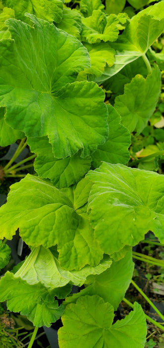 Big Apple Geranium