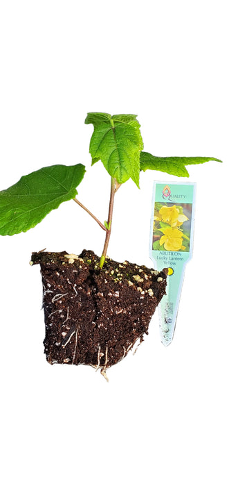 Abutilon Lucky Lantern Yellow