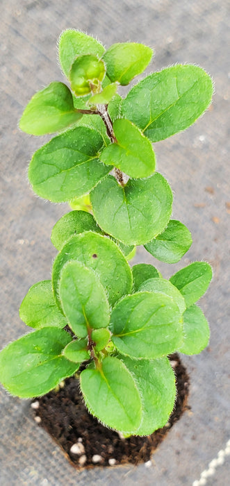 Oregano Laevigatum Herrenhausen