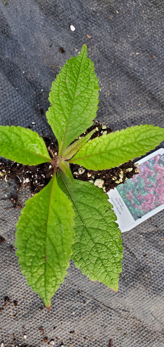 Gateway Eupatorium maculatum Joe pye weed
