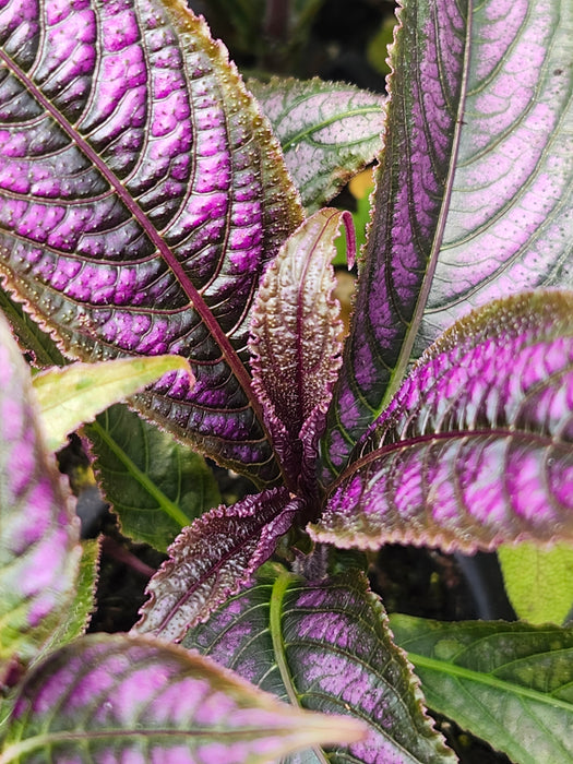 Persian Shield