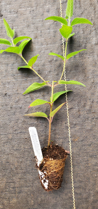Mintleaf Bergamot