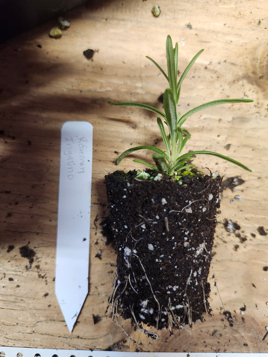 Ingauno Rosemary