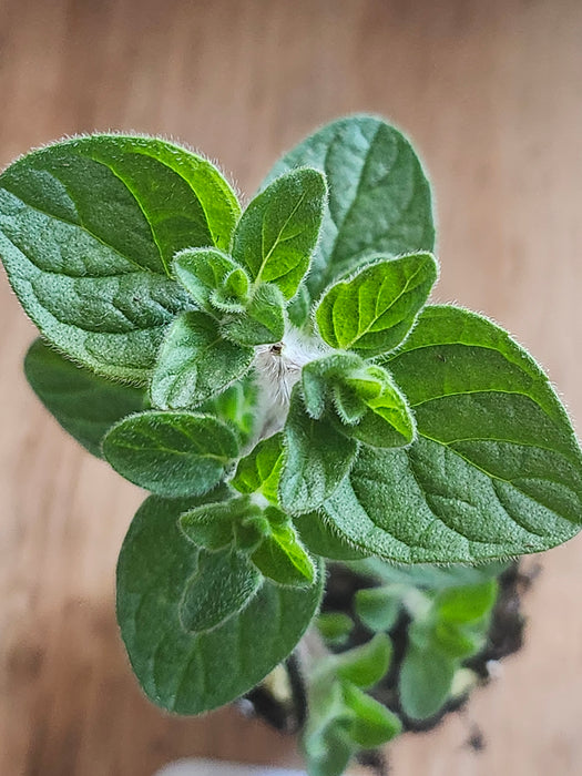 Syrian Oregano Origanum Maru