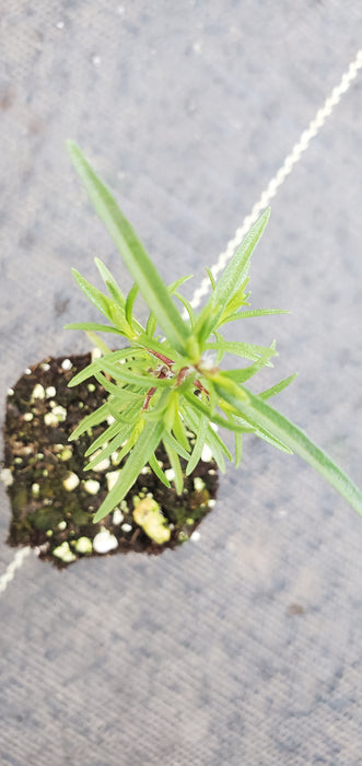 Thymbra Spicata