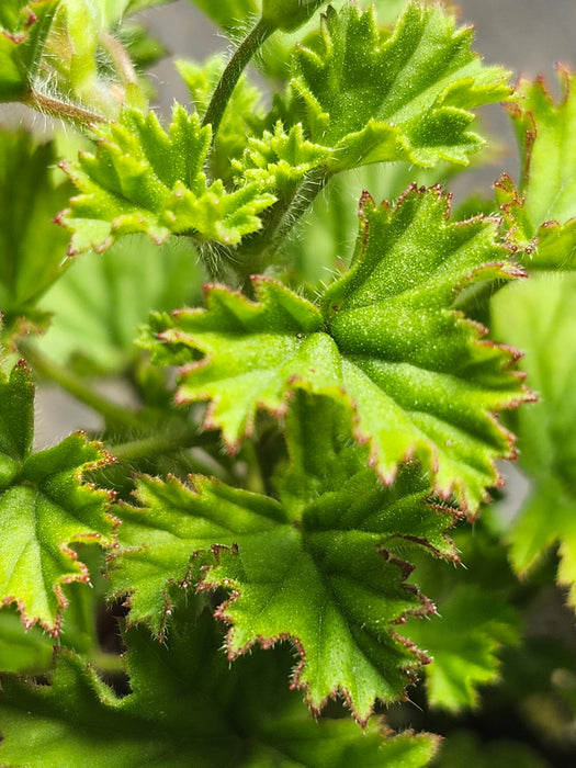 Gemstone Kunzite Scented Geranium