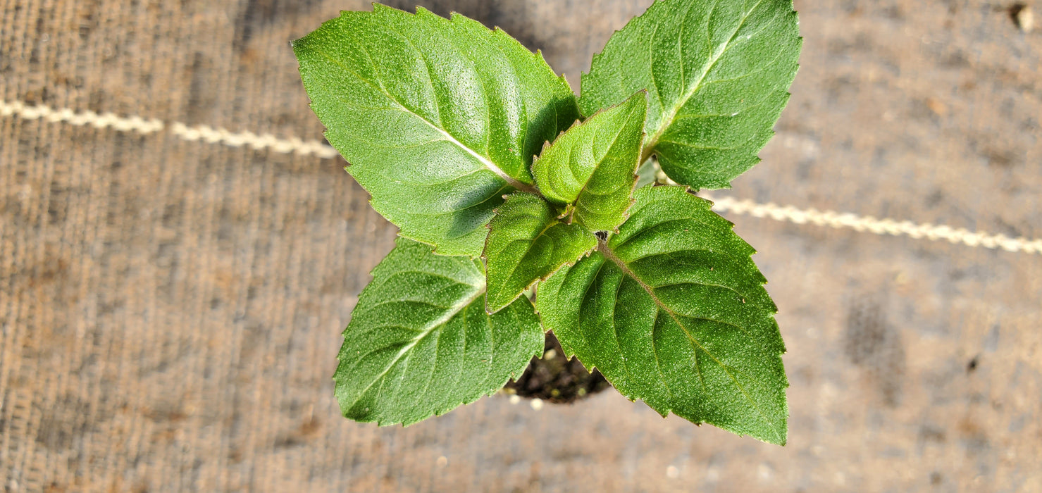 Rose scented Bergamot Monarda