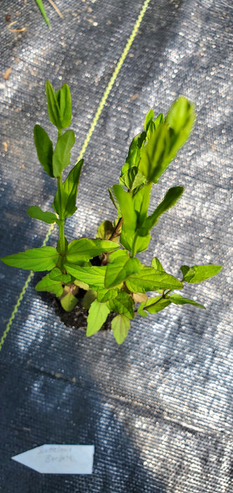 Scuttelaria Barbata Barbed Skullcap