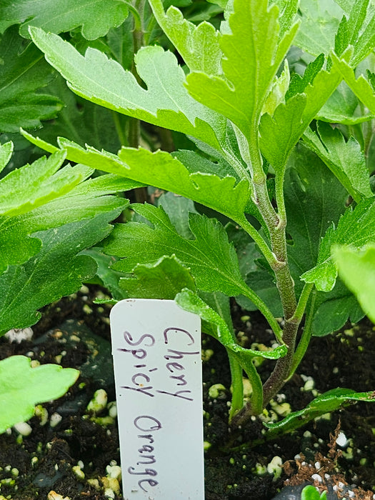 Cheryl Spicy Orange Chrysanthemum