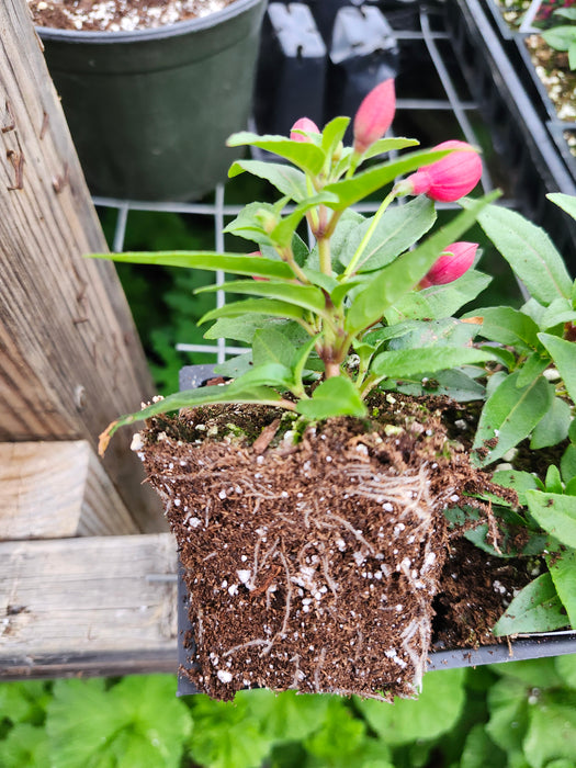 Ballerina's Upright Pirouette Fuchsia