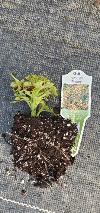 Tidbits Tammy Coleus