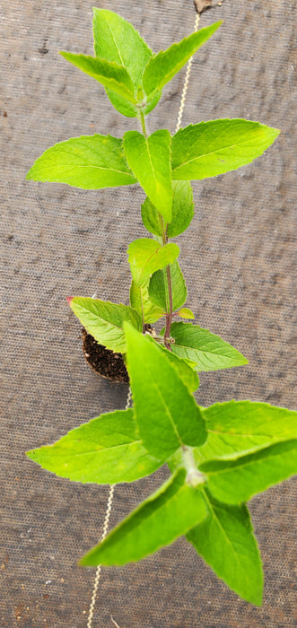Mintleaf Bergamot