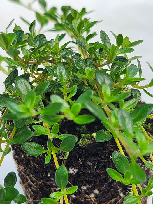 Reiters Thyme