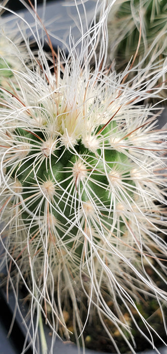 Echinocereus Delaetii Old Man Hedgehog Cactus plant