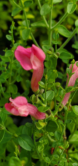 Cherry Skullcap Scuttelaria Suffrutescens