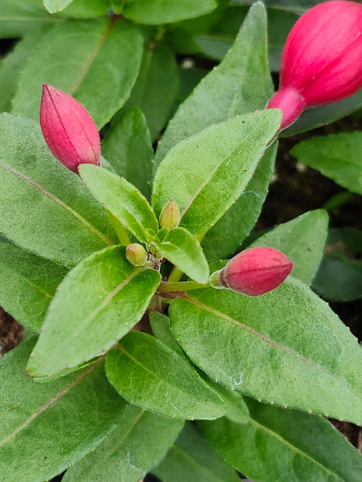 Ballerina's Upright Pirouette Fuchsia
