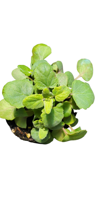 Agastache Arizona Sunset