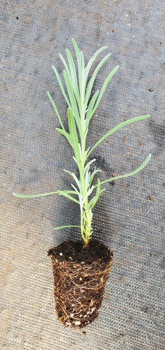 Lavender Abrialli