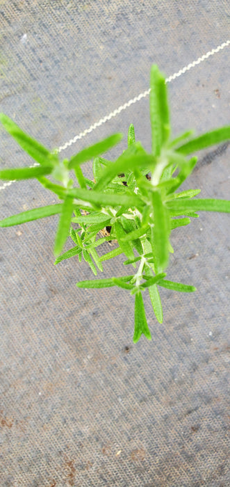 Shimmering Star Rosemary