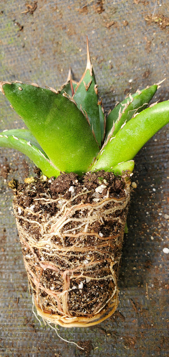 Agave ghiesbreghtii 'Purpusorum'