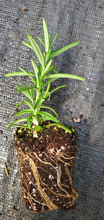 Severn Seas Rosemary