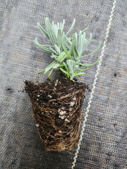 Blue Jeans Lavender