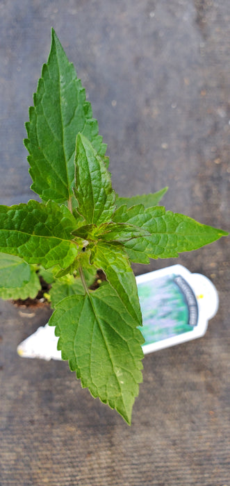 Purple Haze Agastache hybrid Anise Hyssop
