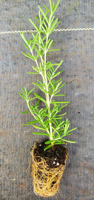 Shimmering Star Rosemary