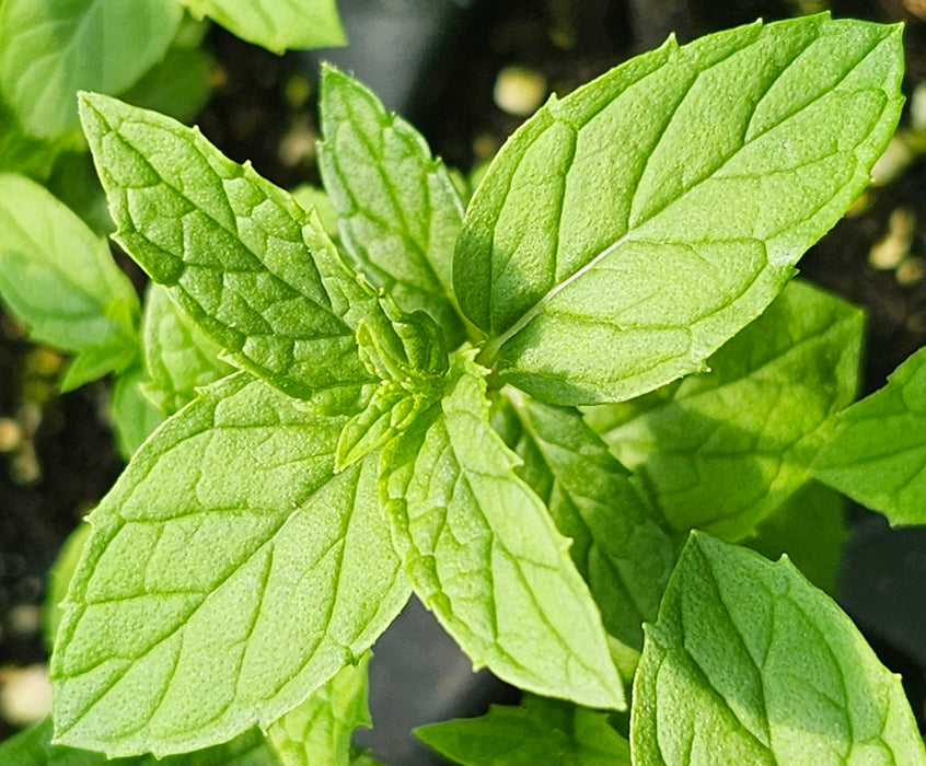 Mint Hazelnut