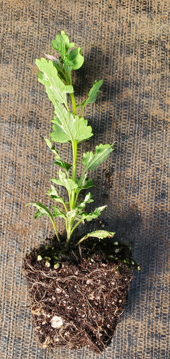 Crazy Fortune Agastache