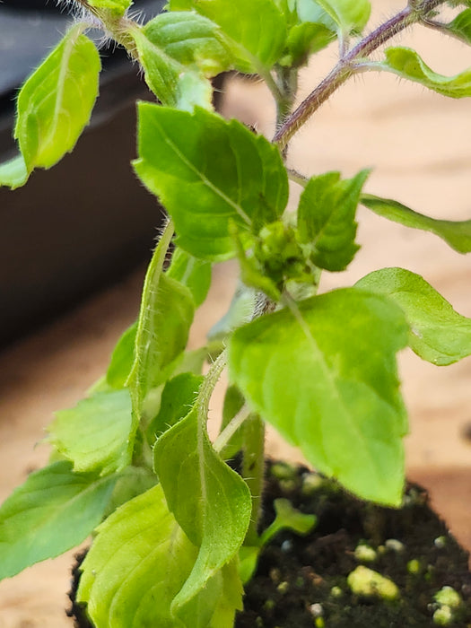 Basil Campechianum Florida Wild Basil