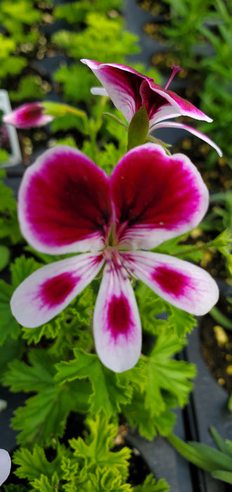 MosquitoAway Eva Scented Geranium