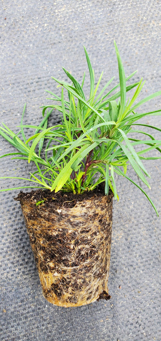 Dianthus Nardiformis