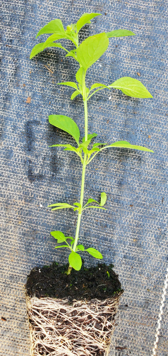 Kivumbasi Lime Basil Ocimum Africanum