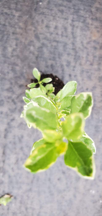 Variegated Autumn Sage Salvia Greggii