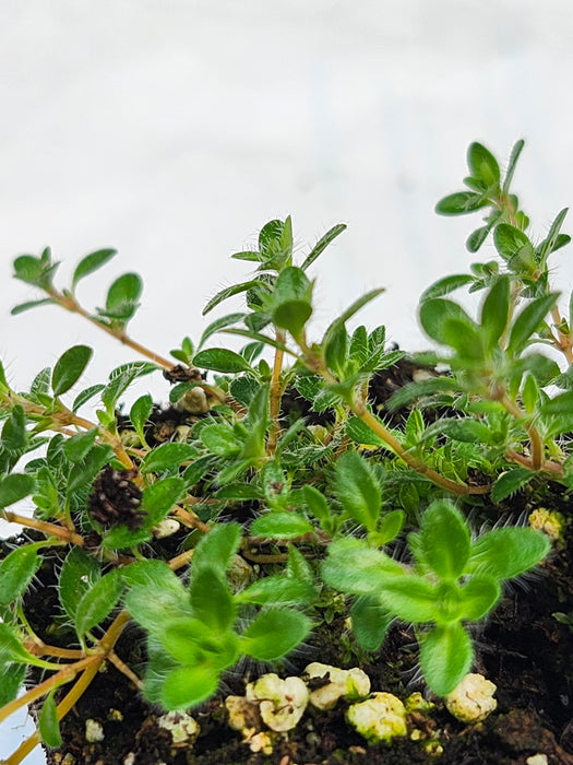 Thyme 'Mint'