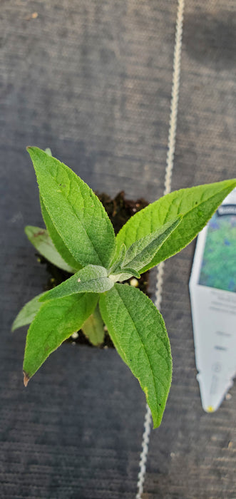 Monarch Dark Dynasty