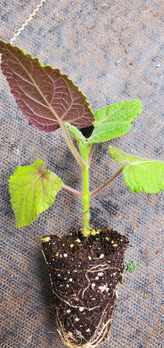 Salvia Macrophylla Purple Leaf Big Leaf Sage