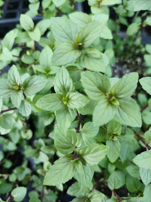 Black Mitcham Peppermint