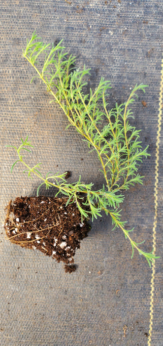 Thyme Neiceffii
